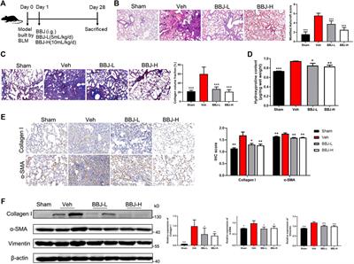 Blueberry Juice Attenuates Pulmonary Fibrosis via Blocking the TGF-β1/Smad Signaling Pathway